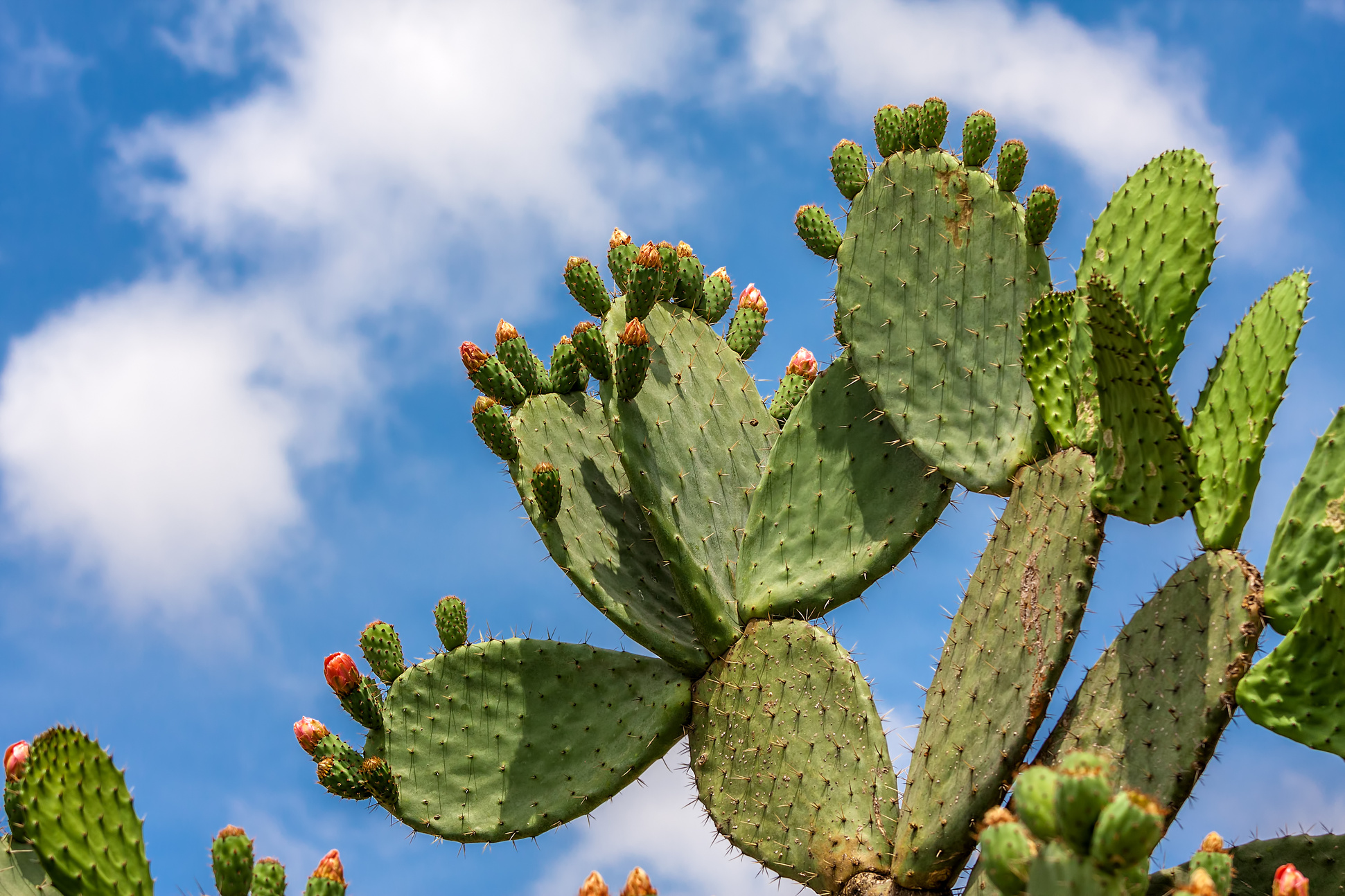 Opuntia cactus against blue sky.